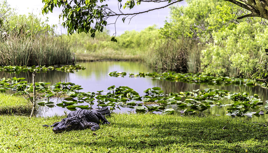 Crocodile on lakeshore, Everglades, Florida, USA Photograph by Federico Robertazzi