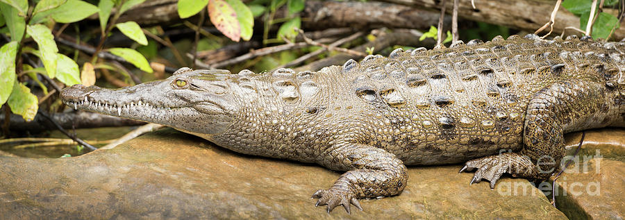 Crocodile On Riverbank Photograph