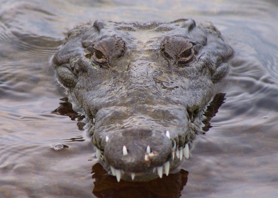 Crocodile Photograph by Photo by Peter J. LaFauci