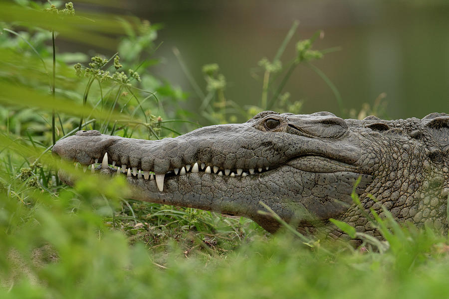 Crocodile Smile Photograph by Carolyn Hutchins
