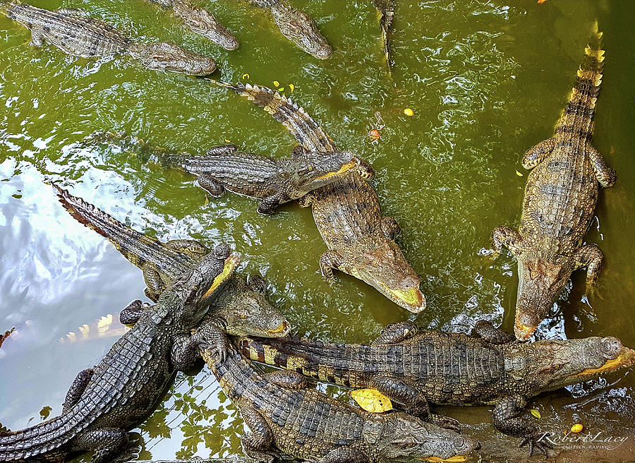 Crocodile Soup Photograph