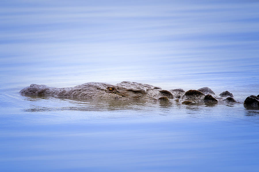 Crocodile Swim Photograph by Mark Andrew Thomas