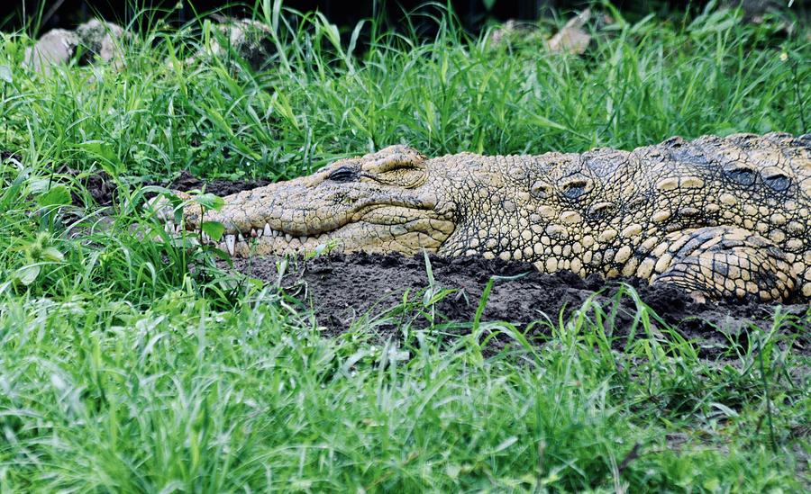 Crocodile Teeth 2  Photograph by Warren Thompson