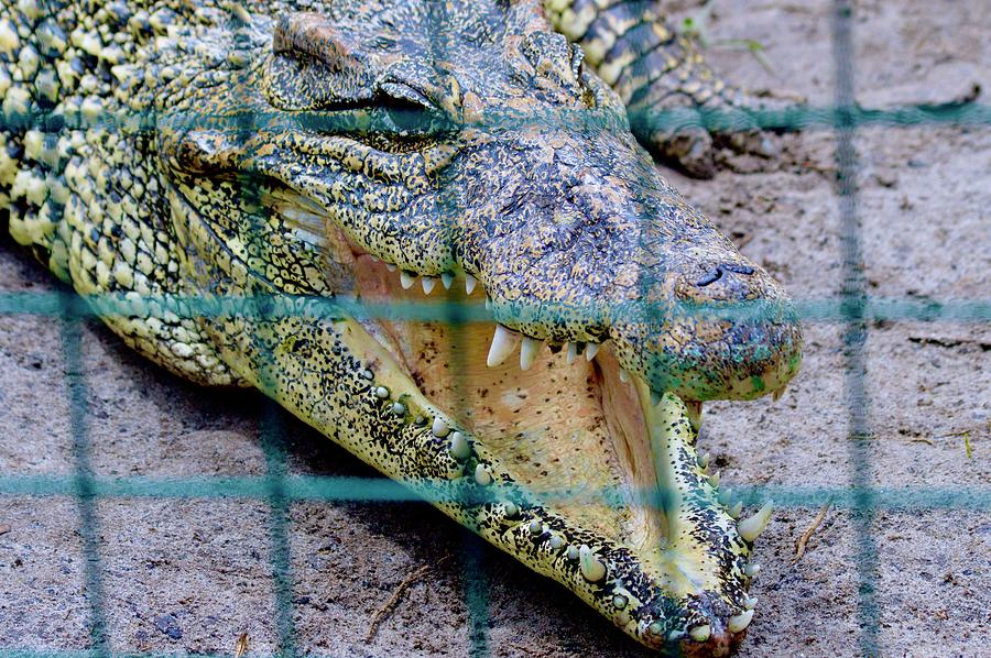 Crocodile Teeth Photograph by Warren Thompson
