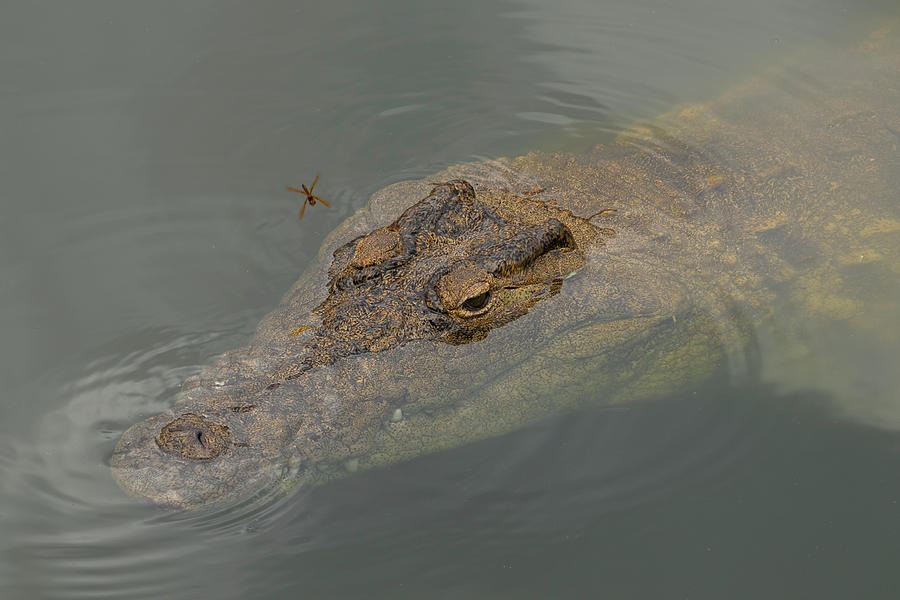Crocodile with Dragonfly Photograph by Carolyn Hutchins