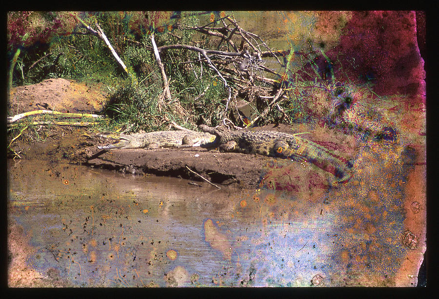 Crocodiles Rock Photograph by Russel Considine