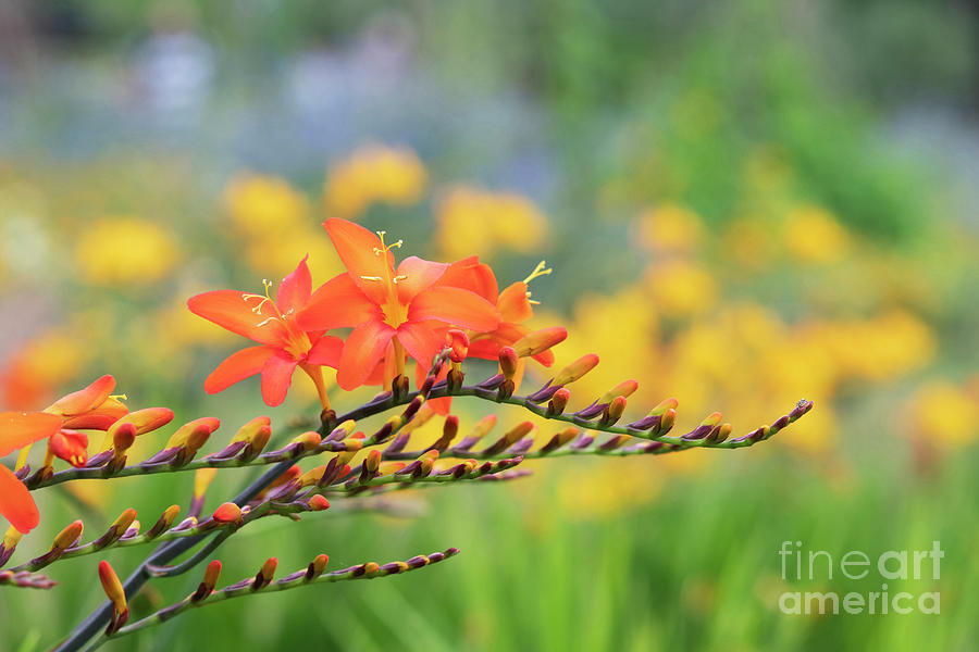 Crocosmia Fandango Flower Photograph by Tim Gainey