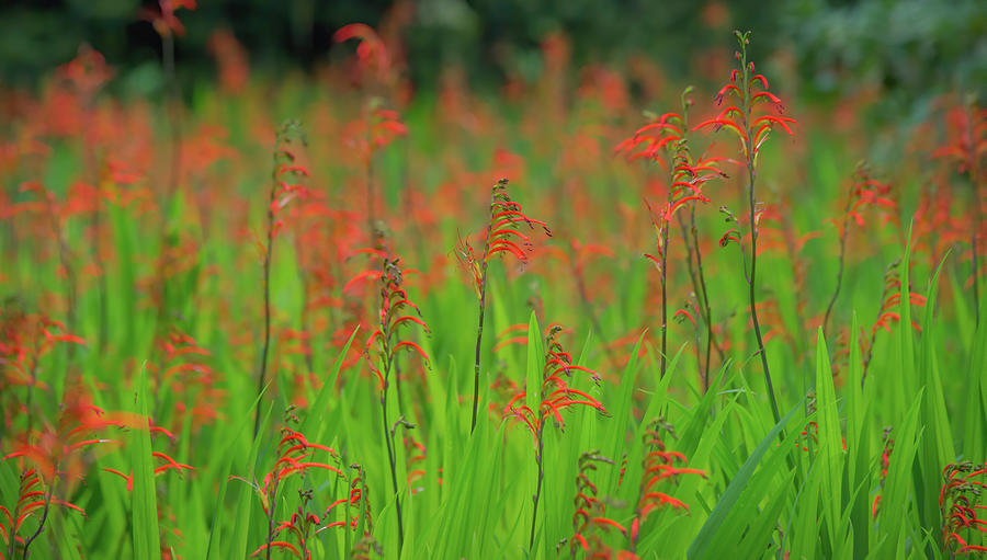 Crocosmia Montbretia on a sunny day Photograph by Jean-Luc Farges