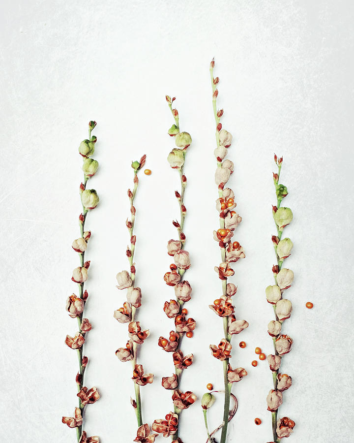 Crocosmia Seeds Photograph by Lupen Grainne
