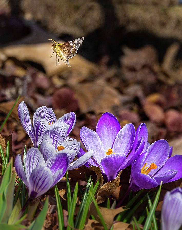 Crocus and Butterfly Photograph by Mark Mille