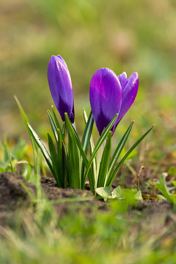 Crocus blooming Photograph by ChEvgeny