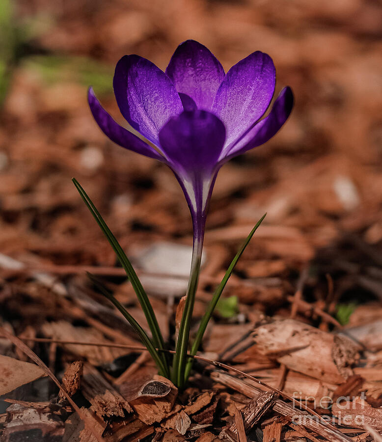 Nature Photograph - Crocus blooming for Joy by Nature of Joy Art and Photography by Jessica Kallenbach