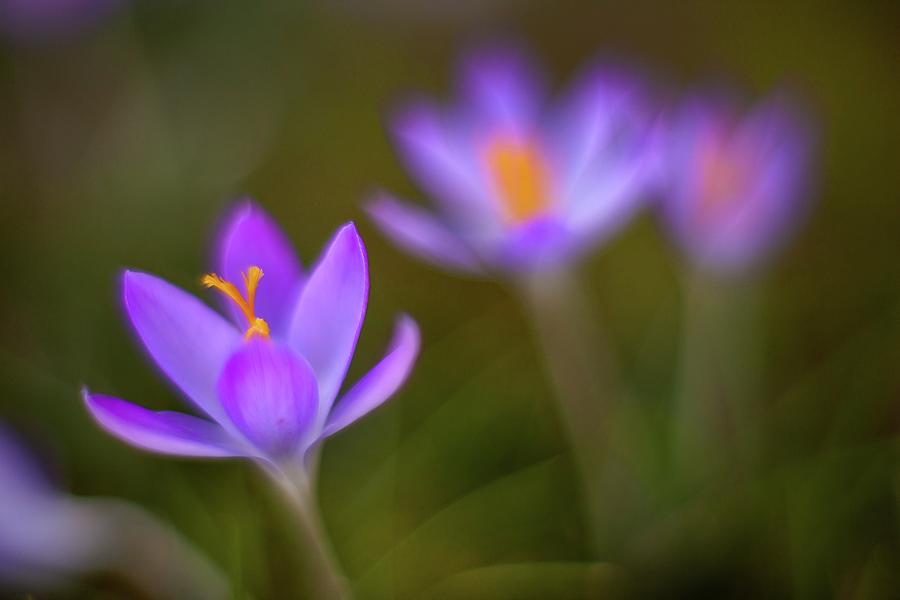 Crocus Blooms Closeup Photograph