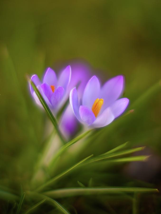 Flowers Still Life Photograph - Crocus Blooms Motion by Mike Reid