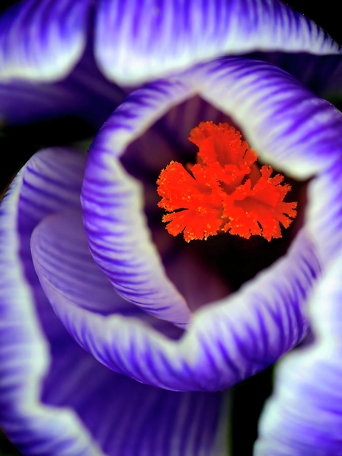 Easter Photograph - Crocus close-up by Carolyn Derstine