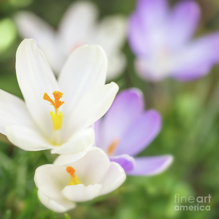 Flower Photograph - Crocus by Delphimages Photo Creations