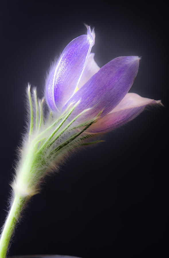 Crocus Flower. Photograph by Edward Kovalsky