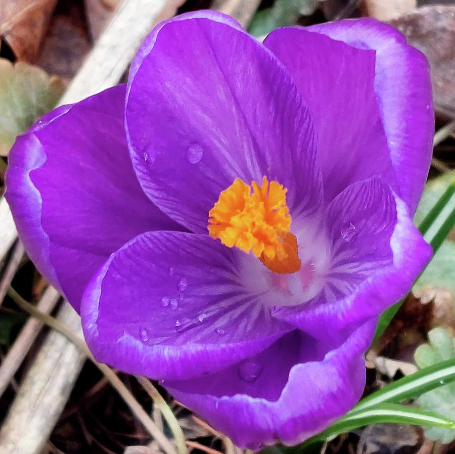 Crocus Flower Photograph by Tracy Chambers - Fine Art America