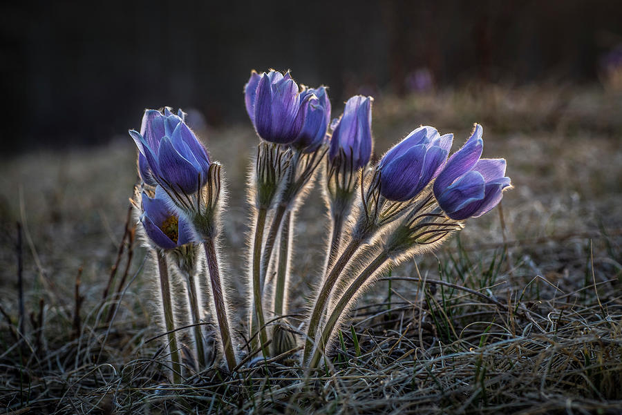 Crocus Flowers Photograph by Bill Cubitt