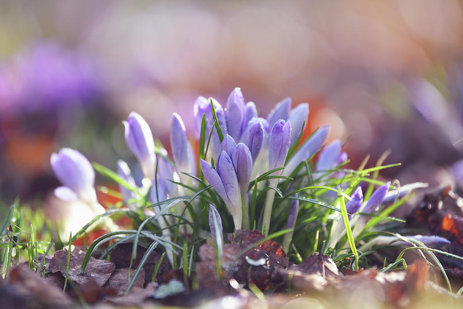 Crocus Flowers in Early Morning Photograph by Jenny Rainbow