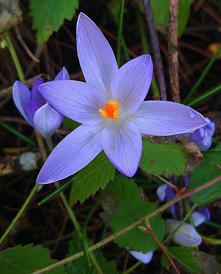 Crocus Photograph by Fred Bailey