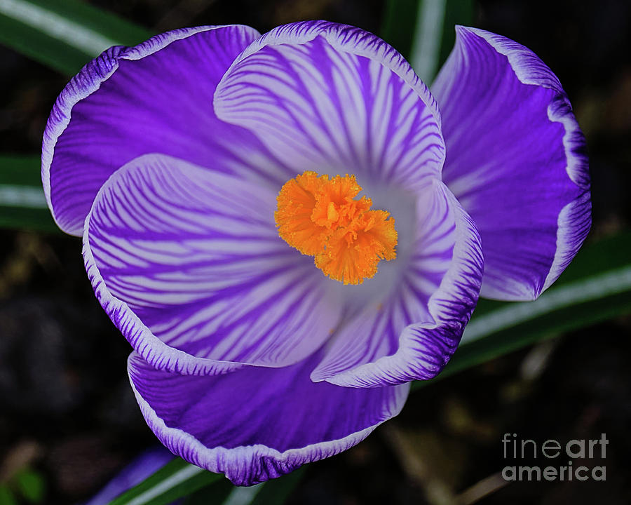 Crocus From Above Photograph by Neil Maclachlan
