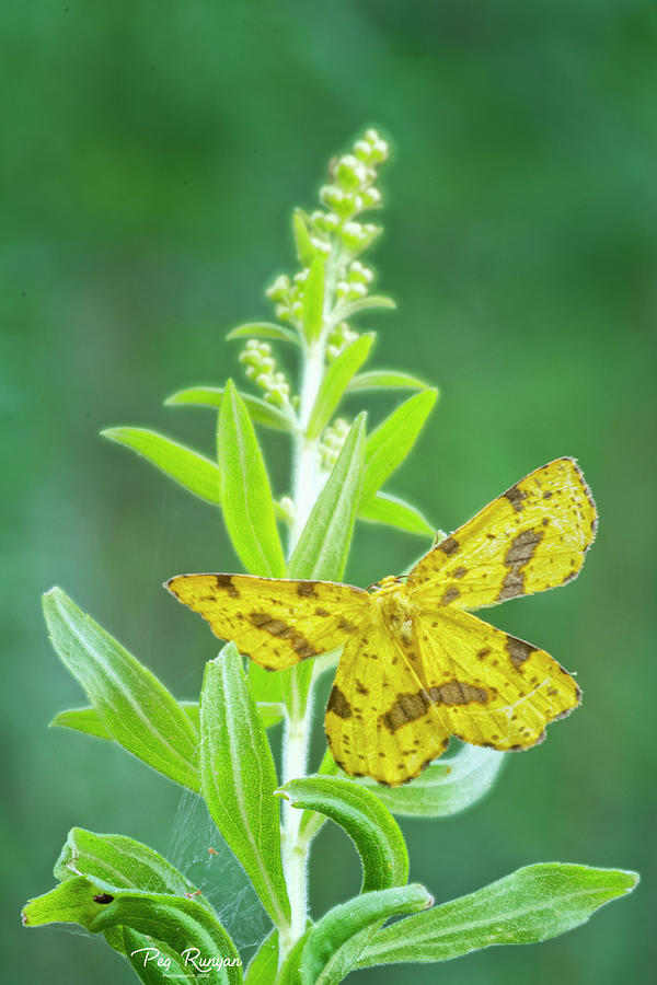 Crocus Geometer Moth Photograph by Peg Runyan