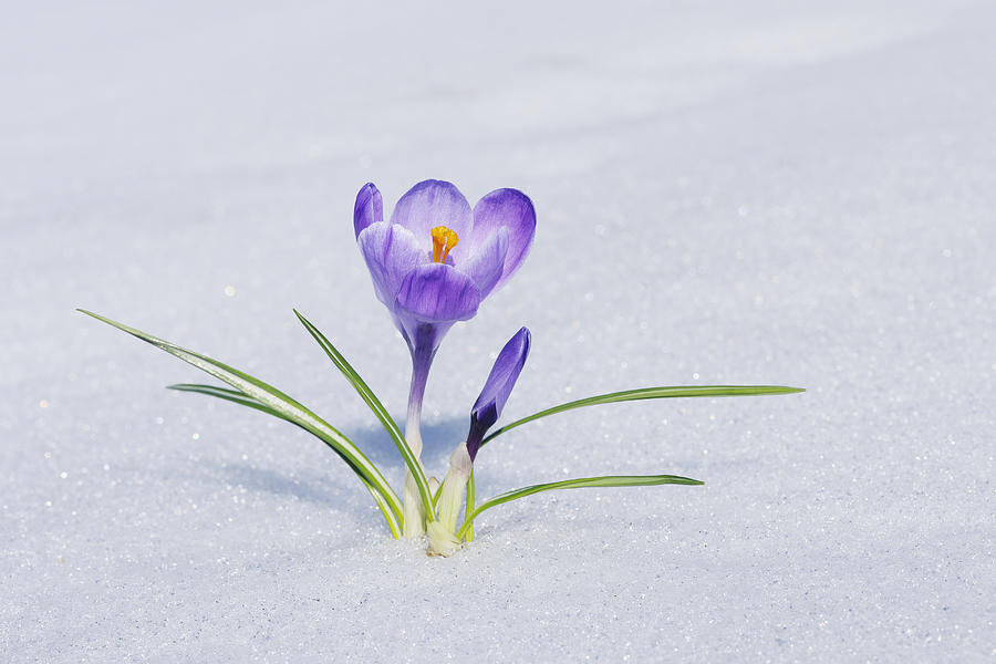 Crocus in snow. Photograph by Martin Ruegner