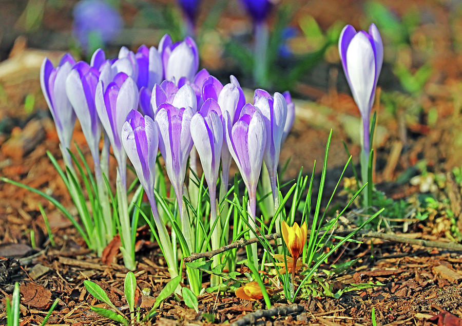 Crocus In The Wild Photograph by Debbie Oppermann