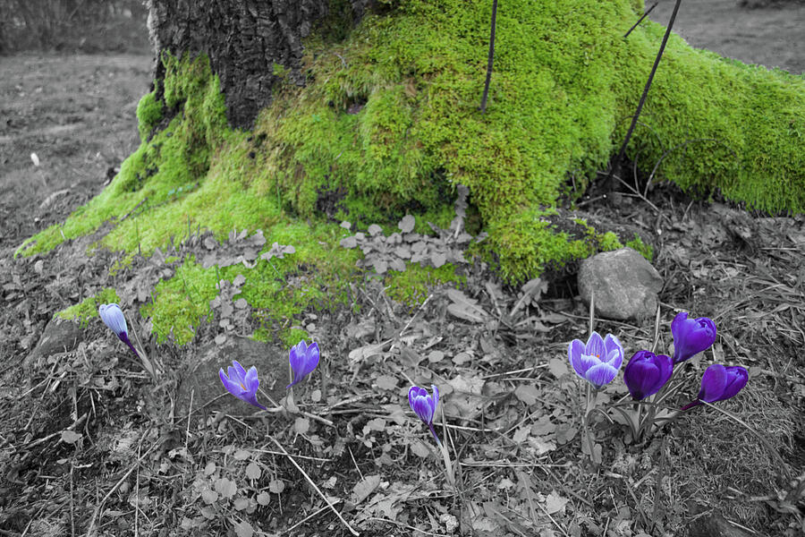 Crocus Moss Photograph by Dylan Punke Crocus Moss Photograph by Dylan Punke