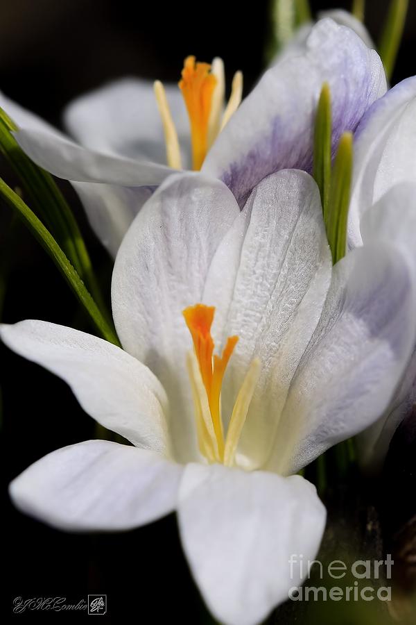 Crocus named Prins Claus Photograph by J McCombie