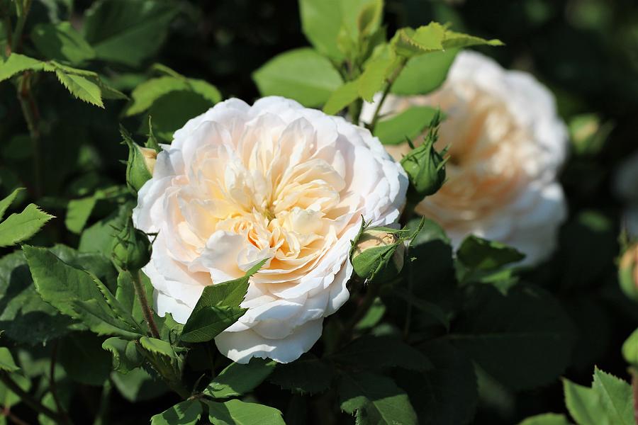 Crocus Rose Photograph