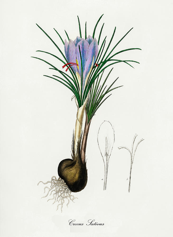 Crocus Sativus - Saffron Crocus -  Medical Botany - Vintage Botanical Illustration  Digital Art by Studio Grafiikka
