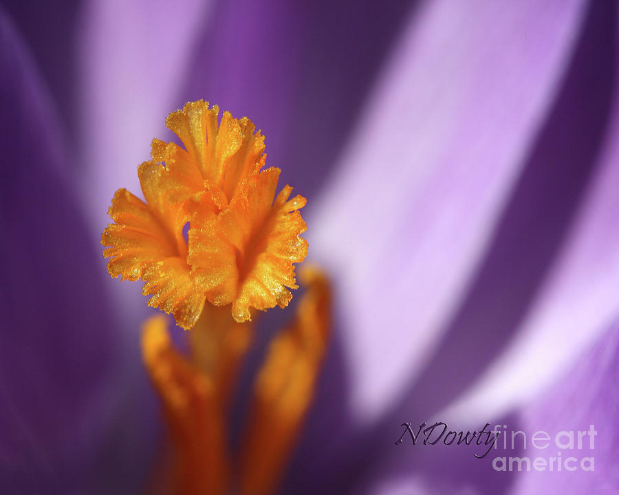 Crocus Stamin Photograph by Natalie Dowty