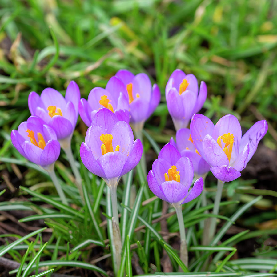 Nature Photograph - Crocus by Steev Stamford