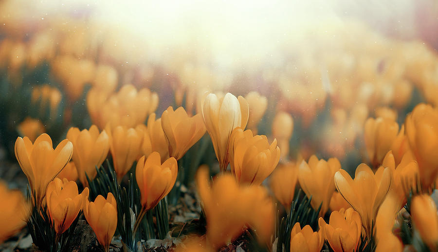 Crocuses , Spring Flowers Photograph