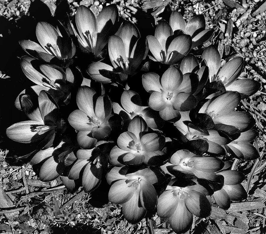 Crocuses in Black and White Photograph by Linda Stern
