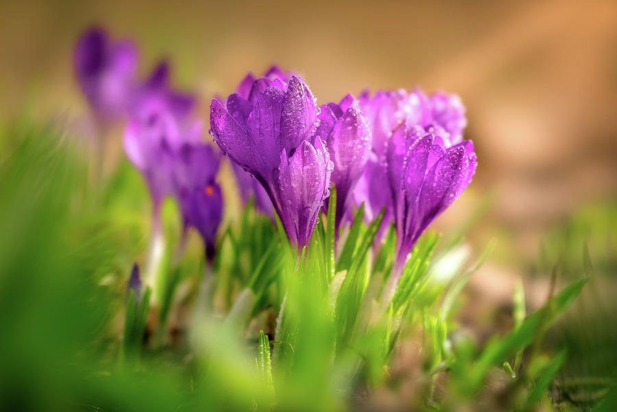 Crocuses in the early morning Photograph by Igor Klyakhin - Fine Art ...