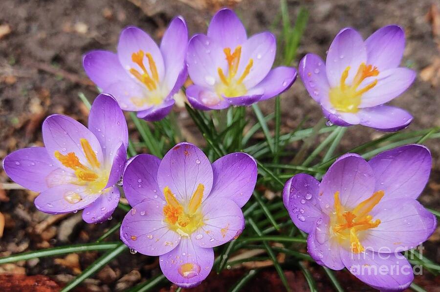 Crocuses To Celebrate Springs Arrival Photograph by Poets Eye