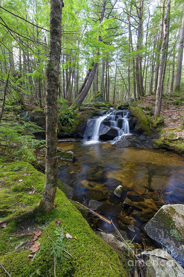 Nature Photograph - Crooked Brook - North Woodstock, New Hampshire by Erin Paul Donovan