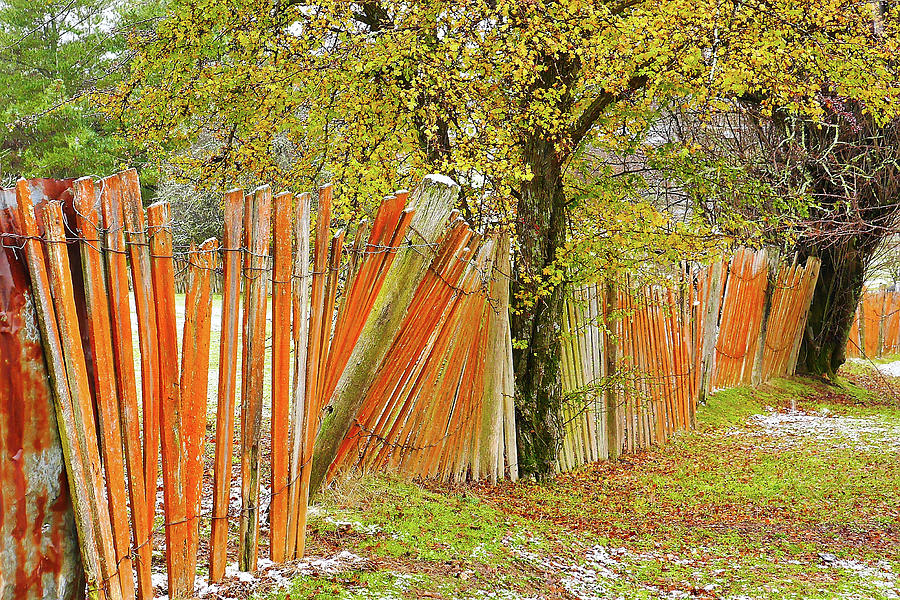 Tree Photograph - Crooked Fence Line by Lexa Harpell