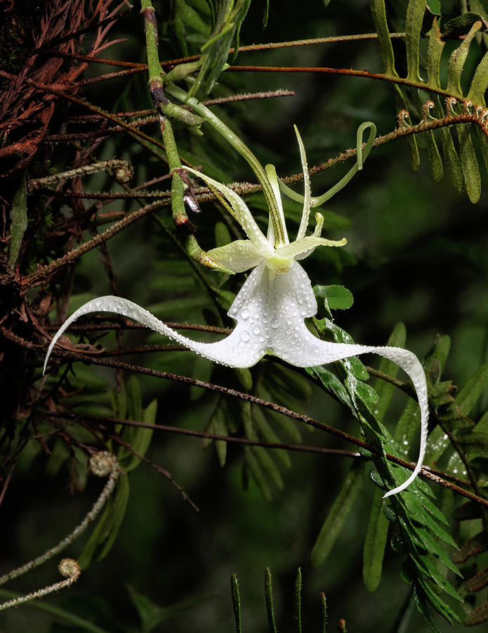 Crooked Ghost Orchid  Photograph by Rudy Wilms