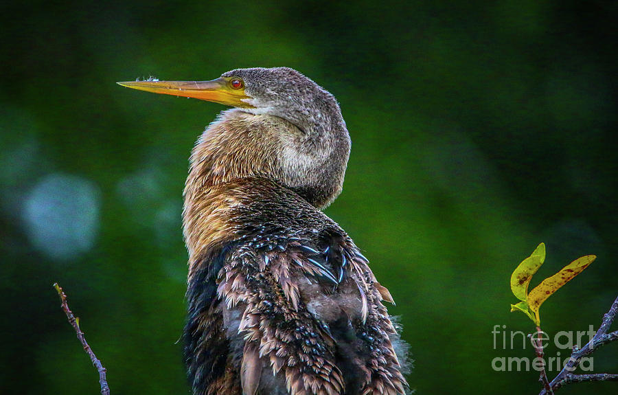 Crooked Neck Anhinga Photograph by Tom Claud