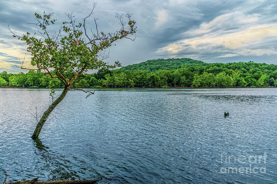 Crooked Tree At Table Rock Lake Photograph by Jennifer White - Fine Art ...