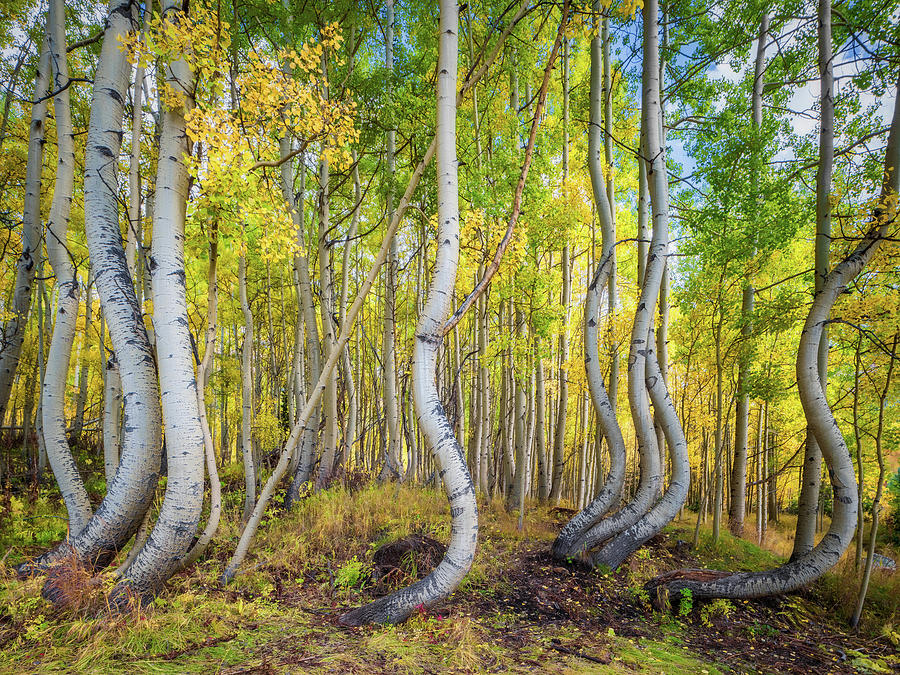 Fall Photograph - Crooked Trees  by Emmanuel Panagiotakis