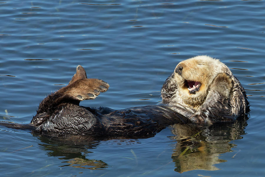 Crooning Sea Otter Photograph