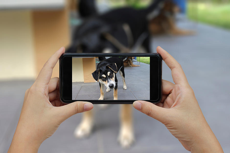 Cropped Image Of Woman Photographing Dog Through Smart Phone Photograph by Nipitpon Singad / EyeEm