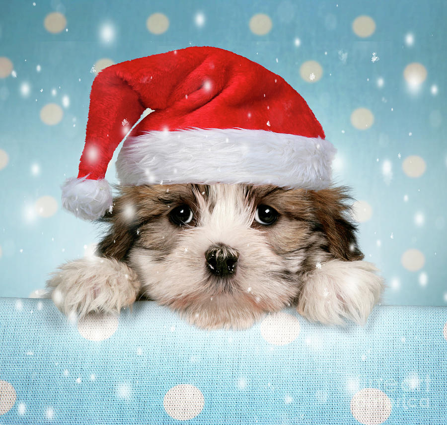 Cross breed Puppy peeking over cloth wearing a Christmas hat Photograph ...