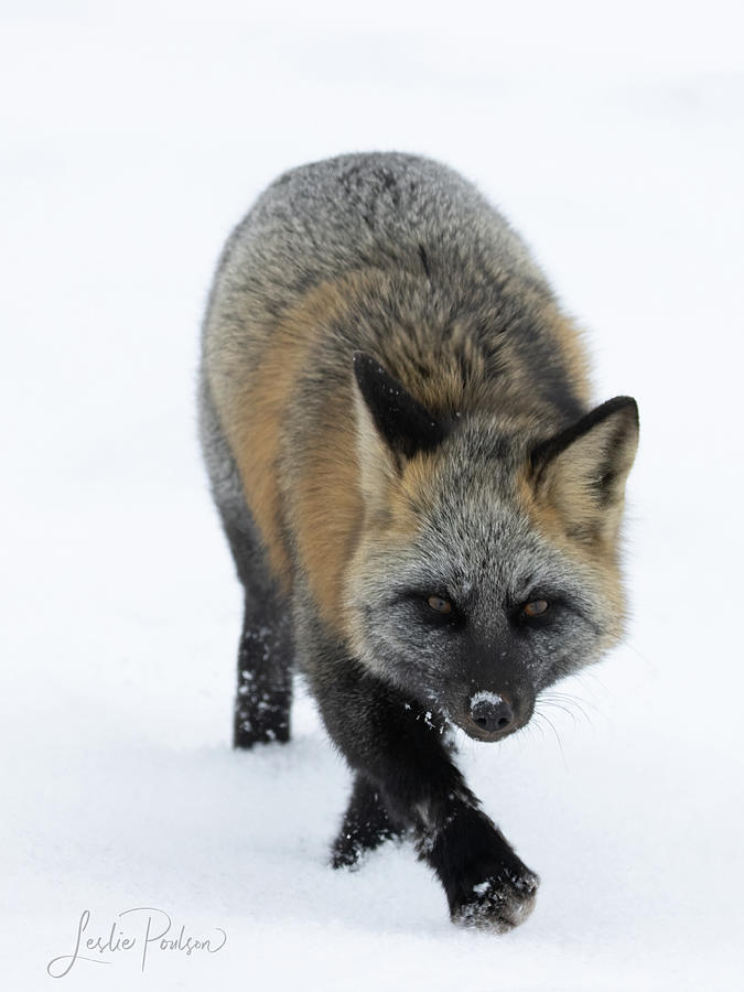 Cross Fox Photograph by Leslie Poulson - Fine Art America