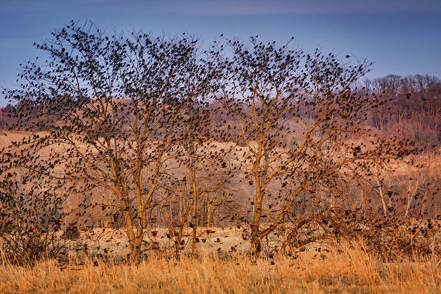 Cross-over - Blackbirds Photograph by Nikolyn McDonald